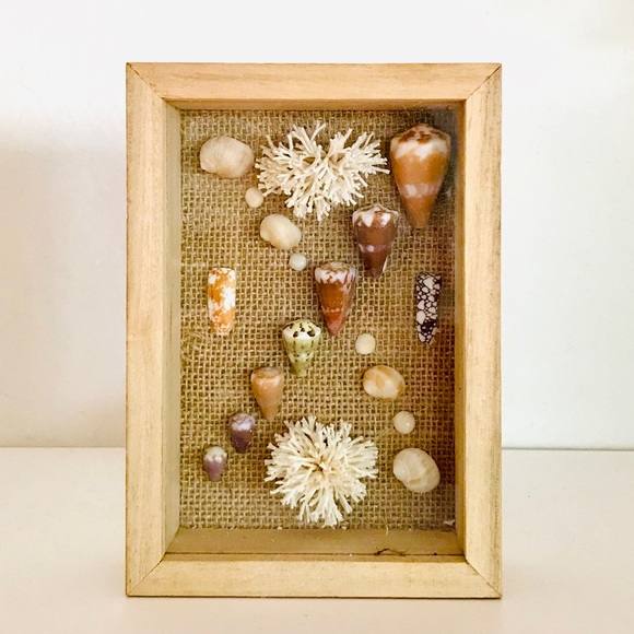 Rare Hawaiian Sea Shell Shadowbox - Picture 3 of 3
